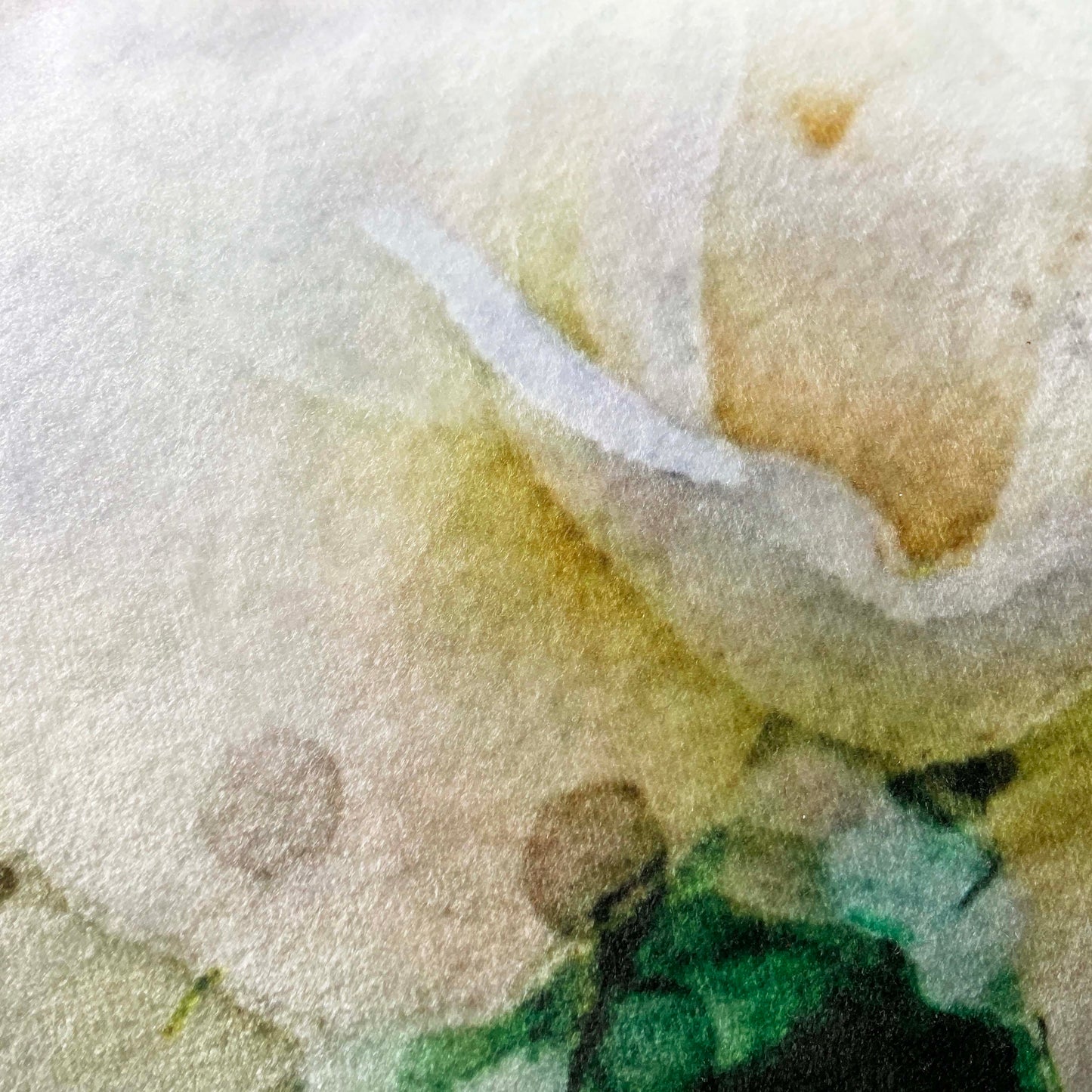 Velvet Cushion Cover: White Roses 1 (Small)